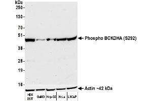 Western Blotting (WB) image for anti-Branched Chain Keto Acid Dehydrogenase E1, alpha Polypeptide (BCKDHA) (pSer292) antibody (ABIN7795621)