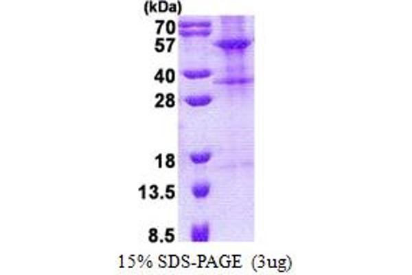 TINAGL1 Protein (AA 22-467) (His tag)