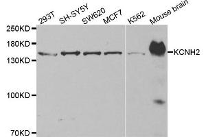 Western blot analysis of extracts of various cell lines, using KCNH2 antibody. (KCNH2 Antikörper)