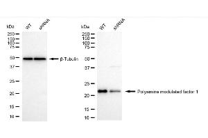 Western blotting analysis using Polyamine modulated factor 1 antibody (ABIN7799872).
