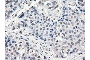 Image no. 5 for anti-P450 (Cytochrome) Oxidoreductase (POR) antibody (ABIN1497743) (POR Antikörper)