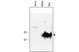Western blot using RFFL polyclonal antibody  shows detection of RFFL (arrowhead) in lysate. (RFFL Antikörper  (AA 1-363))