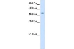 Western Blotting (WB) image for anti-Solute Carrier Family 41, Member 2 (SLC41A2) antibody (ABIN2462770) (SLC41A2 Antikörper)
