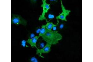 Image no. 1 for anti-DnaJ (Hsp40) Homolog, Subfamily A, Member 2 (DNAJA2) antibody (ABIN1497860) (DNAJA2 Antikörper)