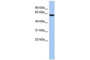 Image no. 1 for anti-LEM Domain Containing 2 (LEMD2) (C-Term) antibody (ABIN6743887) (LEMD2 Antikörper  (C-Term))