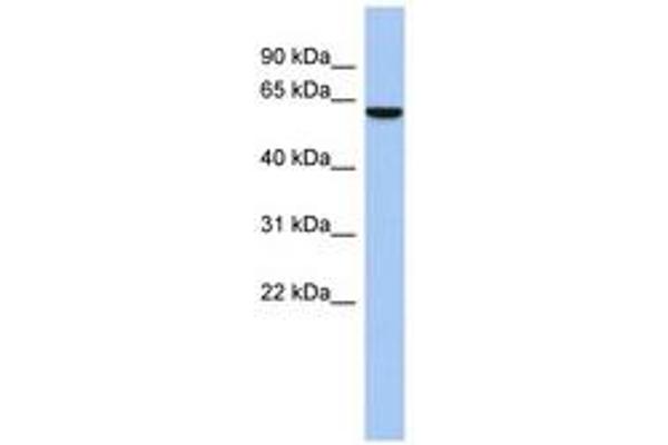 LEMD2 Antikörper  (C-Term)