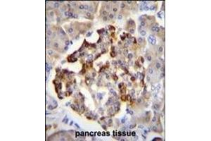 GAD2 Antibody (Center) (ABIN655070 and ABIN2844700) immunohistochemistry analysis in formalin fixed and paraffin embedded human pancreas tissue followed by peroxidase conjugation of the secondary antibody and DAB staining. (GAD65 Antikörper  (AA 109-138))