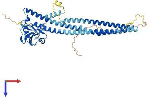 PICK1 Protein (AA 1-415) (His tag)