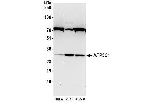 Western Blotting (WB) image for anti-ATP Synthase, H+ Transporting, Mitochondrial F1 Complex, gamma Polypeptide 1 (ATP5C1) (AA 248-298) antibody (ABIN7453042)