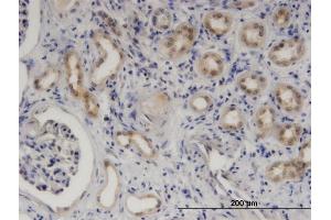 Immunostaining (ISt) image for anti-serpin Peptidase Inhibitor, Clade B (Ovalbumin), Member 9 (SERPINB9) (AA 279-375) antibody (ABIN518876)