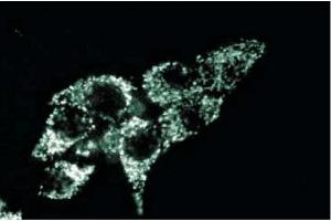 Immunofluorescence staining of HeLa cells. (TRAP1 Antikörper  (AA 253-464))