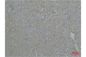 Immunohistochemical analysis of paraffin-embedded Mouse Kidney Tissue using ZBTB45 Polyclonal Antibody. (ZBTB45 Antikörper)