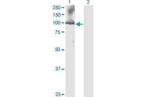 Western Blot analysis of CDC5L expression in transfected 293T cell line by CDC5L monoclonal antibody (M08), clone 3C12.