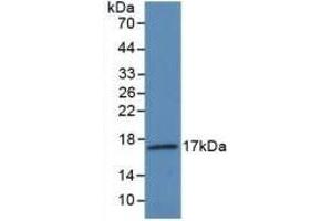 Detection of Recombinant VEGF145, Human using Polyclonal Antibody to Vascular Endothelial Growth Factor 145 (VEGF145) (Vascular Endothelial Growth Factor 145 (AA 28-147) Antikörper)