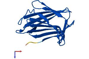 Galectin 2 Protein (AA 1-132) (His tag)