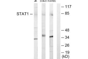 Western blot analysis of extracts from Jurkat cells, COLO205 cells and HUVEC cells, using STAT1 antibody. (STAT1 Antikörper  (Internal Region))