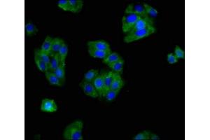 Immunofluorescence staining of HepG2 cells with ABIN7160273 at 1:166, counter-stained with DAPI. (Mu Opioid Receptor 1 Antikörper  (AA 1-68))
