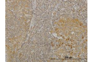 Immunoperoxidase of monoclonal antibody to RGS2 on formalin-fixed paraffin-embedded human tonsil. (RGS2 Antikörper  (AA 111-211))