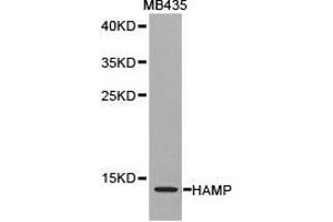 Western blot analysis of extracts of MB435 cell lines, using HAMP antibody. (Hepcidin Antikörper)