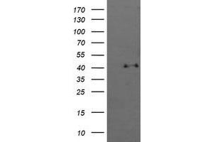 Image no. 1 for anti-Mitogen-Activated Protein Kinase 13 (MAPK13) antibody (ABIN1499955) (MAPK13 Antikörper)