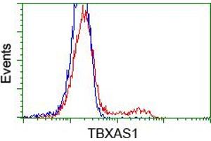 HEK293T cells transfected with either RC208028 overexpress plasmid (Red) or empty vector control plasmid (Blue) were immunostained by anti-TBXAS1 antibody (ABIN2453709), and then analyzed by flow cytometry. (TBXAS1 Antikörper)
