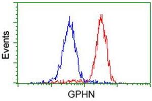 Image no. 2 for anti-Gephyrin (GPHN) antibody (ABIN1498427)