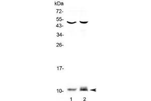 Western blot testing of 1) rat PC-12 and 2) mouse HEPA1-6 lysate with S100A10 antibody at 0. (S100A10 Antikörper)
