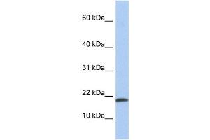 WB Suggested Anti-IL1A Antibody Titration: 0. (IL1A Antikörper  (N-Term))