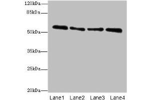 Western blot All lanes: ZNF563 antibody at 7 μg/mL Lane 1: Hela whole cell lysate Lane 2: A549 whole cell lysate Lane 3: MCF-7 whole cell lysate Lane 4: K562 whole cell lysate Secondary Goat polyclonal to rabbit IgG at 1/10000 dilution Predicted band size: 56, 27 kDa Observed band size: 56 kDa (ZNF563 Antikörper  (AA 214-476))