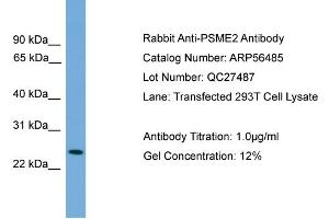 WB Suggested Anti-PSME2  Antibody Titration: 0. (PSME2 Antikörper  (Middle Region))