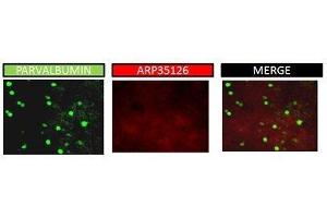 mouse PFC (KCNAB1 Antikörper  (C-Term))