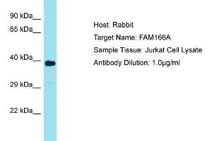 Host: Rabbit Target Name: FAM166A Sample Tissue: Human Jurkat Whole Cell Antibody Dilution: 1ug/ml (FAM166A Antikörper  (Middle Region))