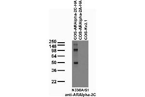 Transfected cell immunoblot: extracts of COS cells transiently transfected with HA-tagged Alpha-2C and Alpha-2A adrenergic receptor or untagged Kv2.