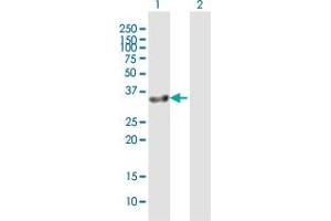 Western Blot analysis of GIMAP7 expression in transfected 293T cell line by GIMAP7 MaxPab polyclonal antibody.