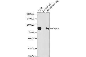 Immunoprecipitation analysis of 300 μg extracts of HepG2 cells using 3 μg KHSRP antibody (ABIN7268110). (KHSRP Antikörper)