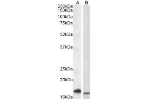 ABIN5539696 (0. (CD247 Antikörper  (Internal Region))
