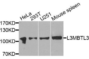 Western blot analysis of extracts of various cell lines, using L3MBTL3 antibody (ABIN4904189) at 1:1000 dilution. (L3MBTL3 Antikörper)