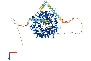 MAN1A1 Protein (AA 1-655) (His tag)