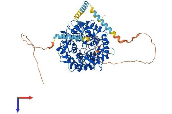 MAN1A1 Protein (AA 1-655) (His tag)