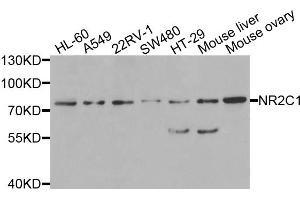 Western blot analysis of extracts of various cell lines, using NR2C1 antibody (ABIN5975420) at 1/1000 dilution.