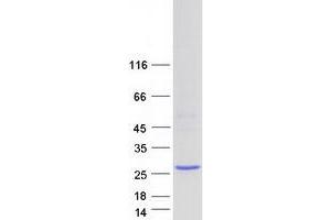 Validation with Western Blot (APOBEC3A Protein (Myc-DYKDDDDK Tag))