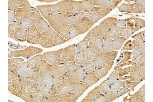 ABIN6261352 and ABIN6278565 at 1/100 staining mouse muscle tissue by IHC-P. (DOK5 Antikörper  (C-Term))