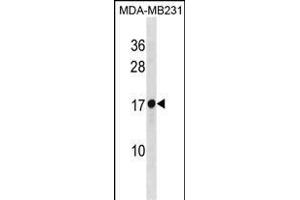 RPL30 Antibody (N-term) (ABIN1881761 and ABIN2838833) western blot analysis in MDA-M cell line lysates (35 μg/lane). (RPL30 Antikörper  (N-Term))