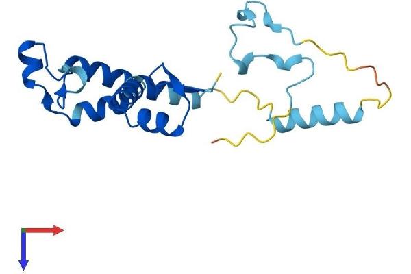 ZMAT5 Protein (AA 1-170) (His tag)