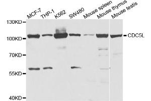 Western blot analysis of extracts of various cell lines, using CDC5L antibody.