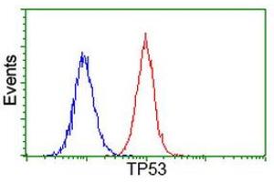 Image no. 4 for anti-Tumor Protein P53 (TP53) antibody (ABIN1499974) (p53 Antikörper)