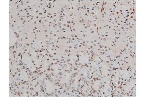 ABIN6256594 and ABIN6267389 at 1/200 staining Rat ganstric tissue sections by IHC-P.