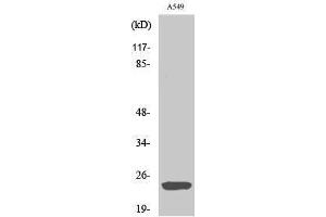Western Blotting (WB) image for anti-ADP-Ribosylation Factor-Like 2 Binding Protein (ARL2BP) (Internal Region) antibody (ABIN3183482)