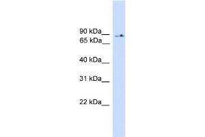 WB Suggested Anti-PIK3R5 Antibody Titration: 0. (PIK3R5 Antikörper  (Middle Region))