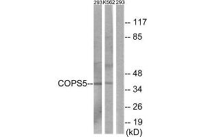 Western Blotting (WB) image for anti-COP9 Constitutive Photomorphogenic Homolog Subunit 5 (Arabidopsis) (COPS5) (Internal Region) antibody (ABIN1849860) (COPS5 Antikörper  (Internal Region))